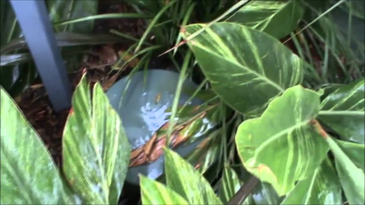 Bose Freespace 51 at Taronga Zoo