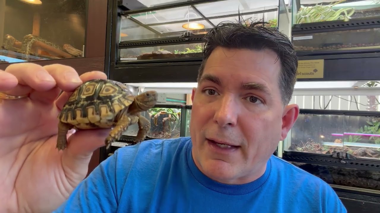 Illegal Turtles - Stop Breaking the Law