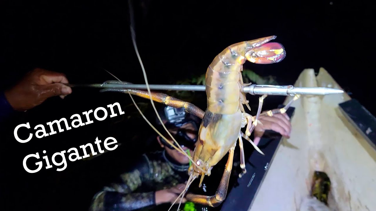 Después de dos años volvimos a PESCAR a este país y esto nos sucedió 🇧🇿
