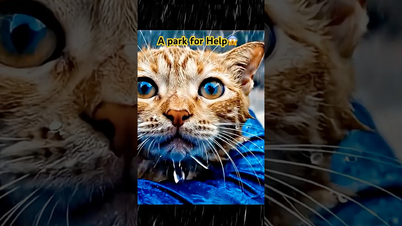 Heartbreaking Rescue: Mother Cat’s Final Hope Beneath the Cliffs 