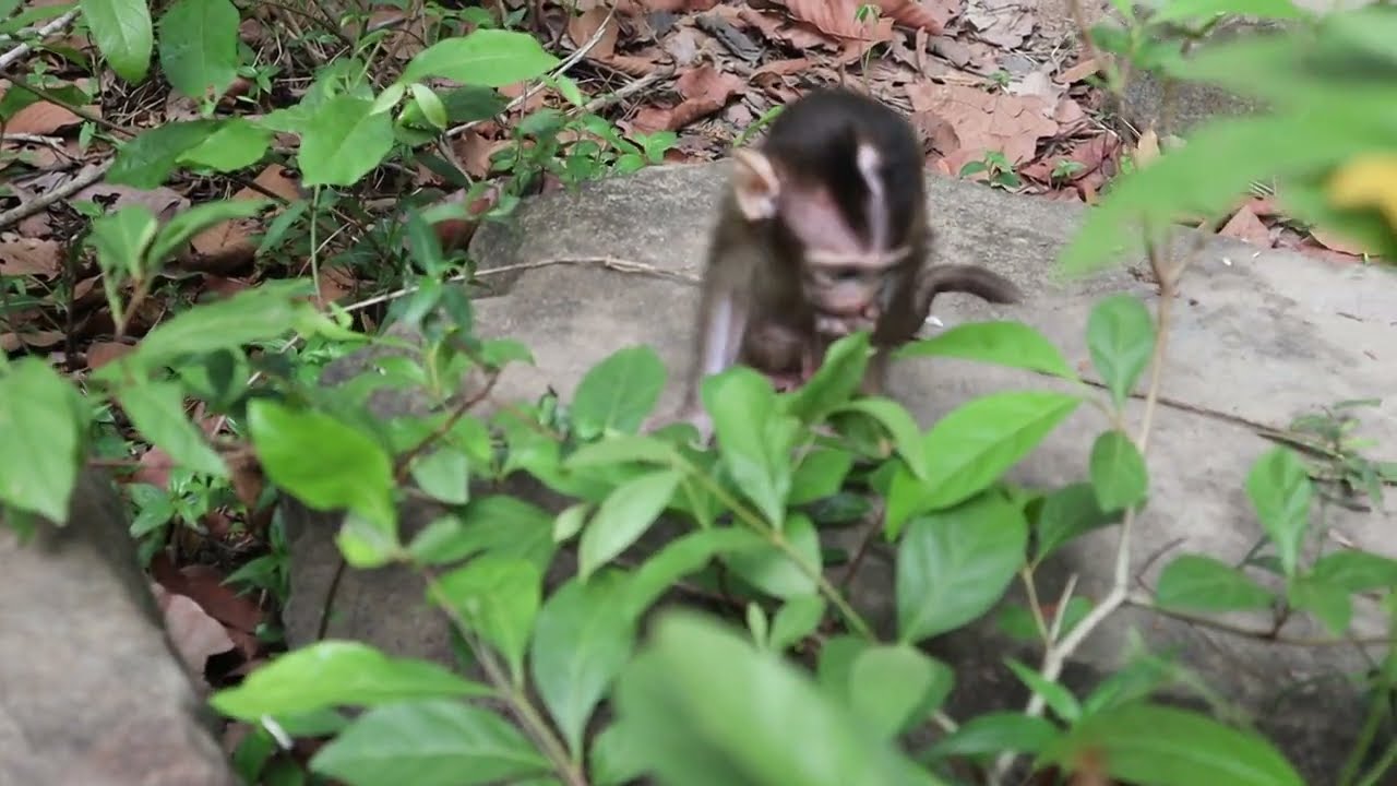 Wild Monkey Video 2023, little cute monkey