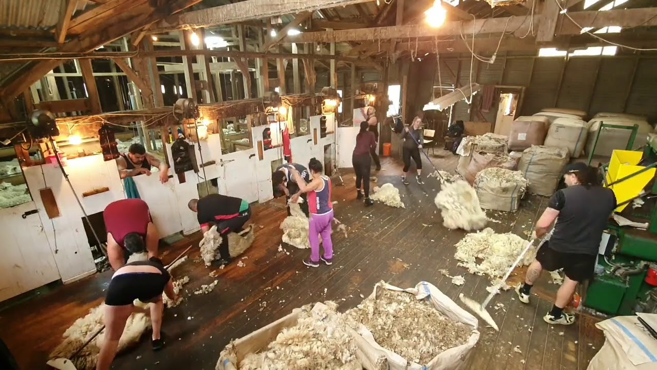 Shear x shearing 2020