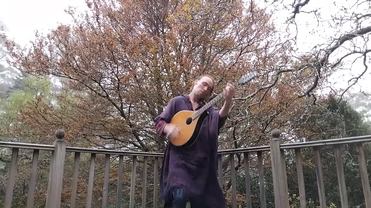 Gallant Frigate Amphitrite (live in Fern Tree)