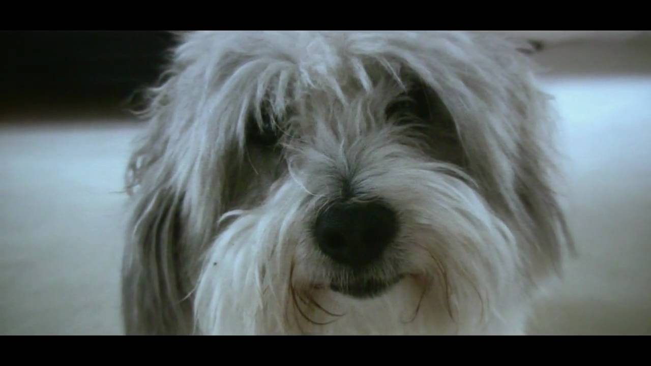 Rocky (A Short Film) Canon HV40