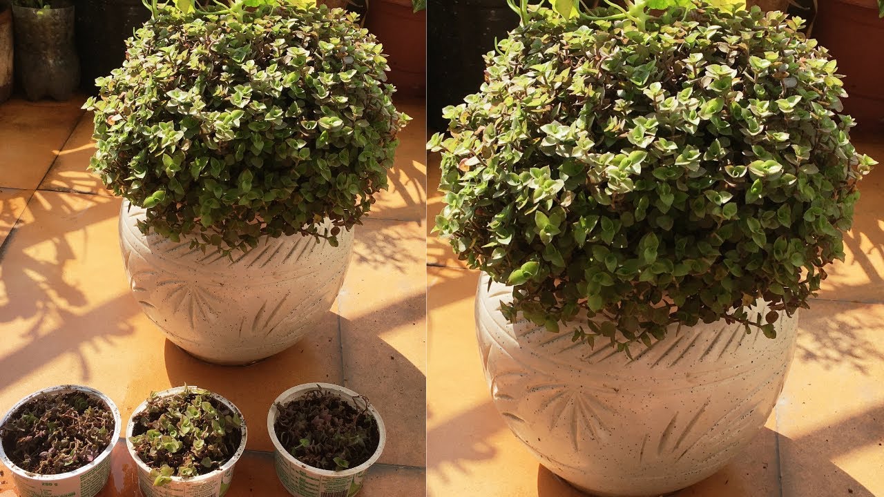 Care tips and Propagation of Creeping inch plant/Purple Turtle vine/Callisia repens