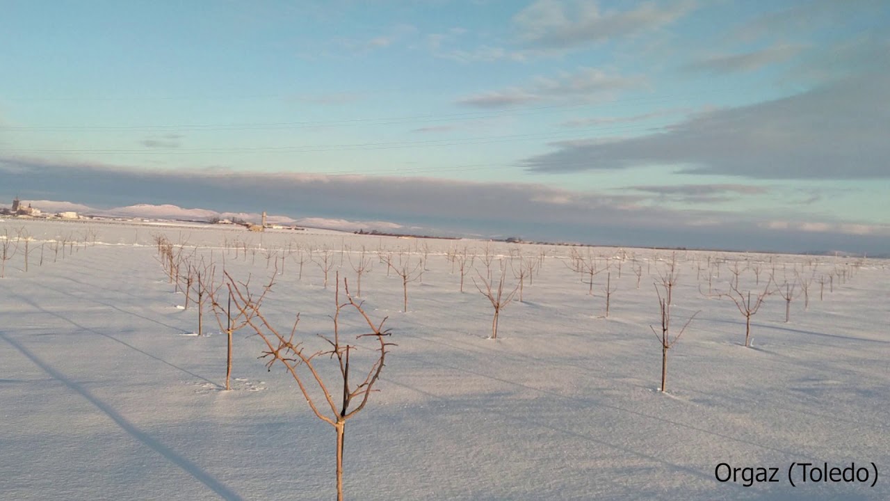 Filomena en Los Campos de Pistacho Espa&ntilde;oles - IberoPistacho