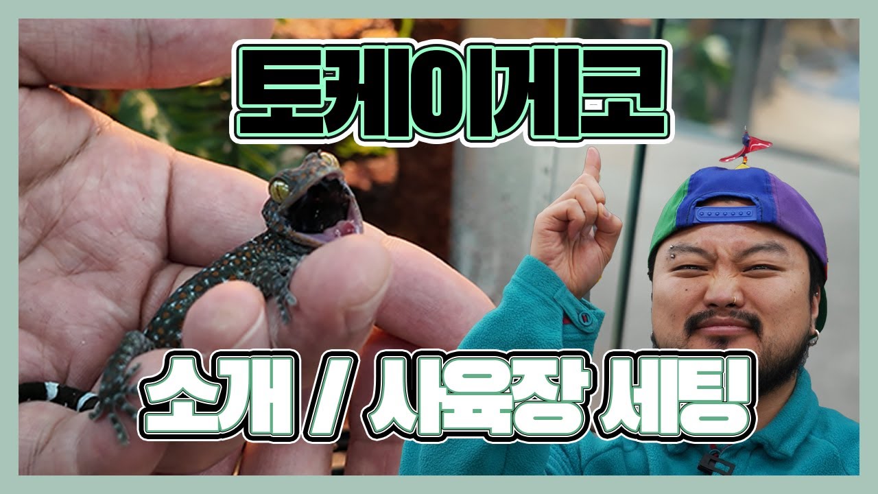 악마의 도마뱀이라는 별명을 가진 토케이게코!!!! 이 영상으로 사랑에 빠집니다.