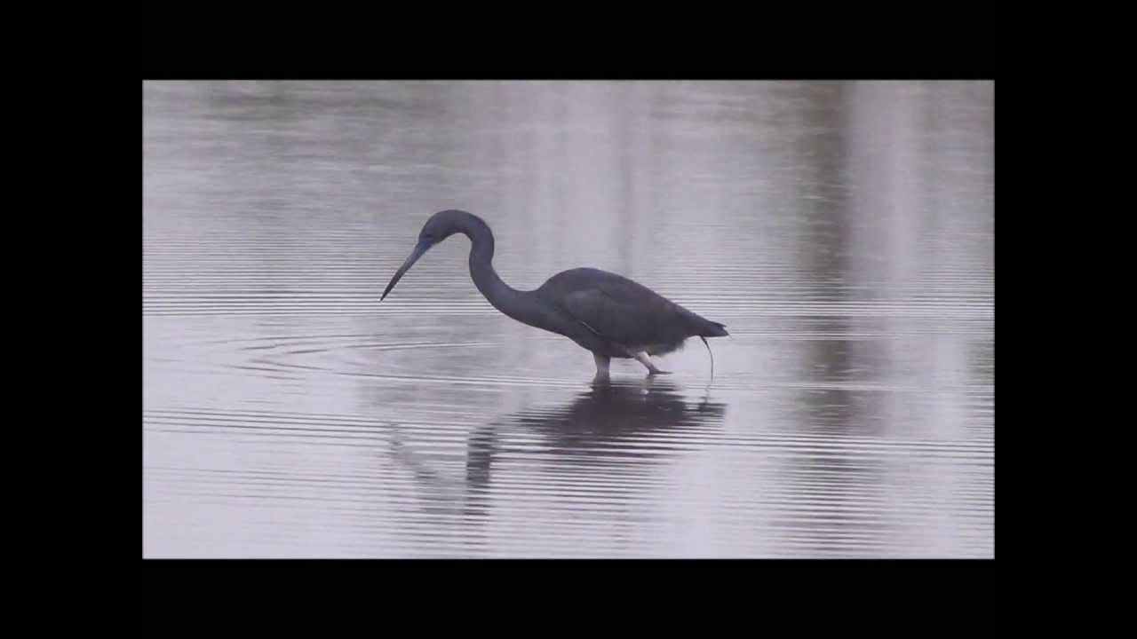 Little Blue Heron