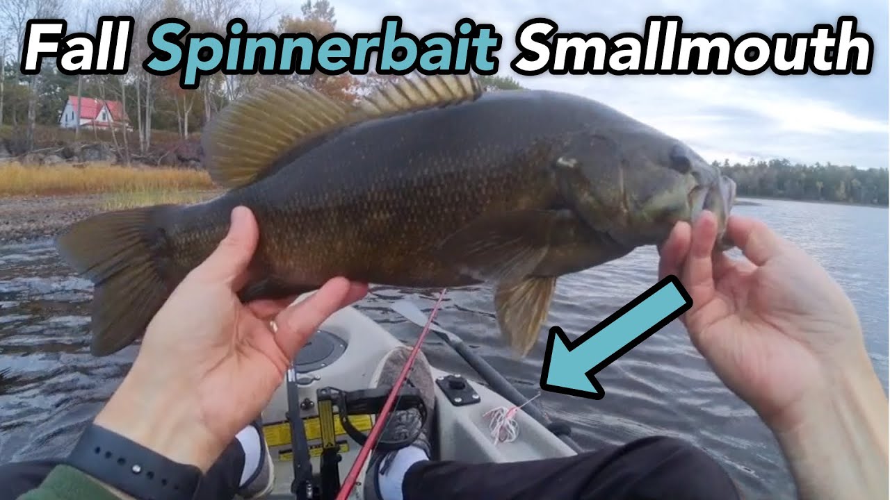 Fall Spinnerbait Smallmouth Action - A Big One Get’s Away 🤦‍♂️
