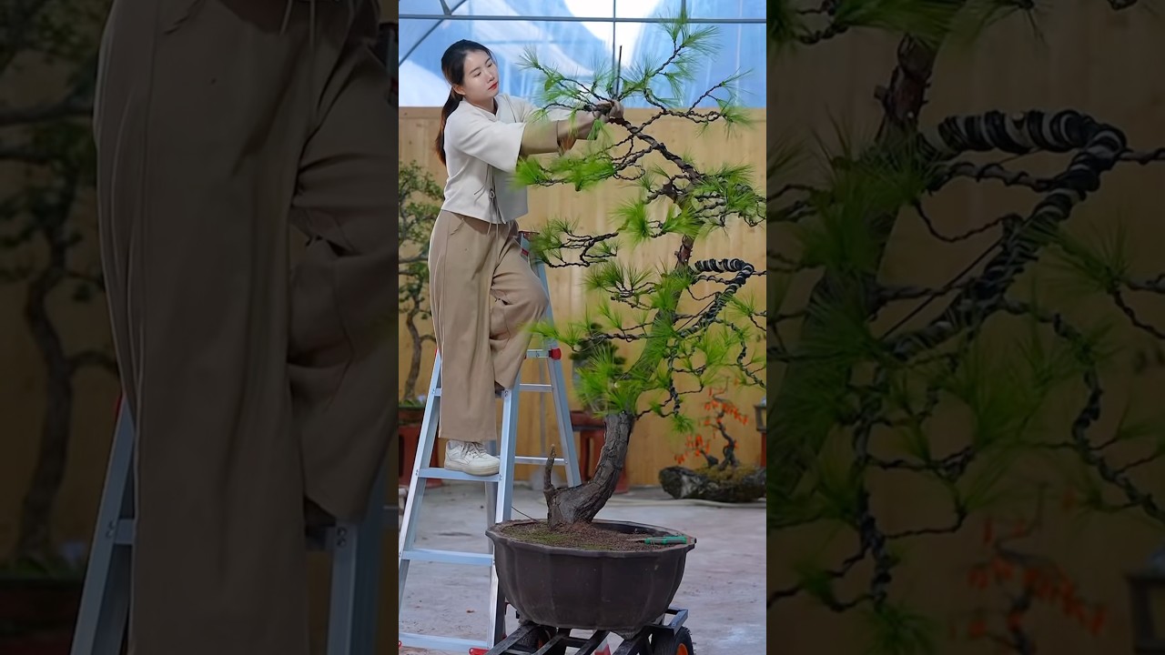 How to shape a Christmas tree into a masterpiece #bonsai #moutainlife #bonsailife  #분재 #garden