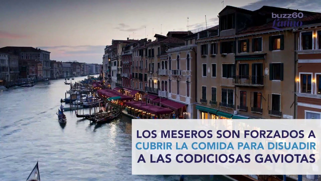 Violentas Gaviotas se Están Apoderando de La Plaza San Marcos en Venecia
