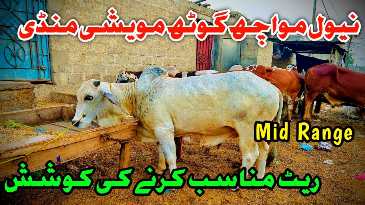 Naval Moach Goth Mandi 2025 – Najayz Rate pr Zabardast Bargaining #navalmandi #navalcowmandi #cow