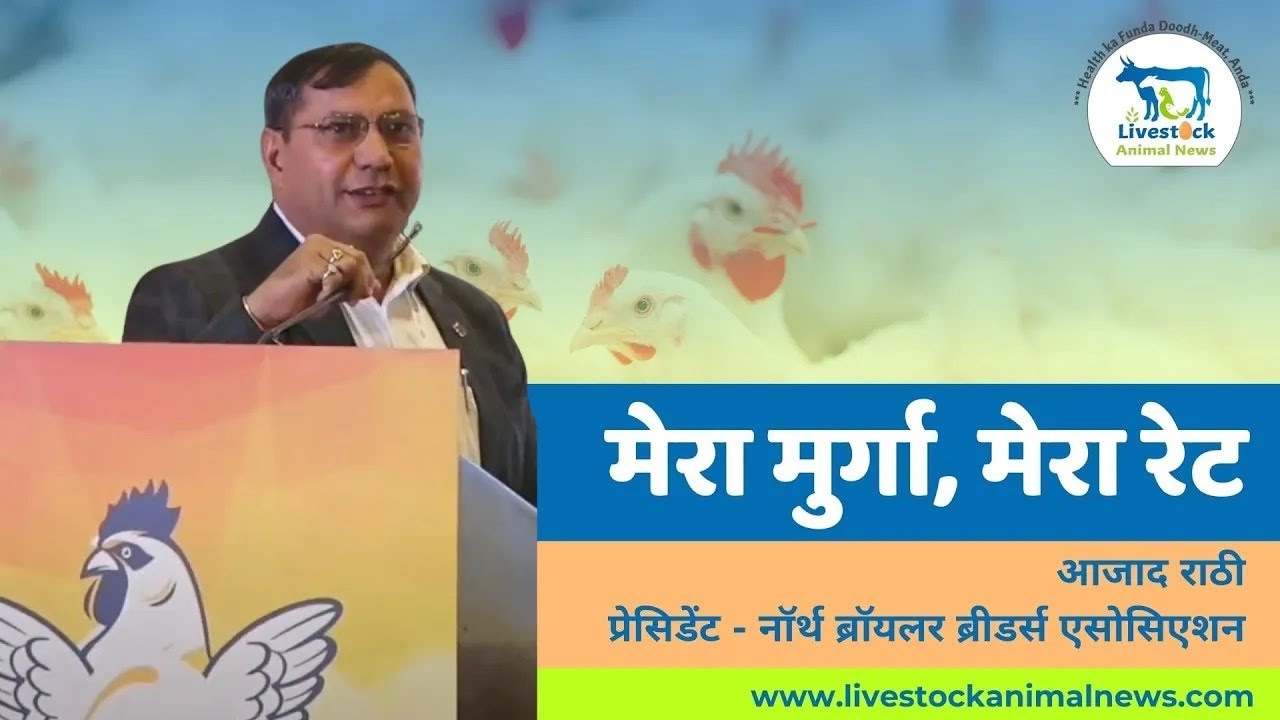 जानें कैसे आधी रात को तय होते हैं मुर्गों के रेट