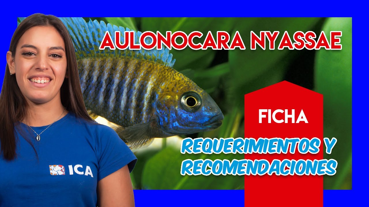 Cíclido pavo real 🐟 - Guía y cuidados - VÍDEO FICHA