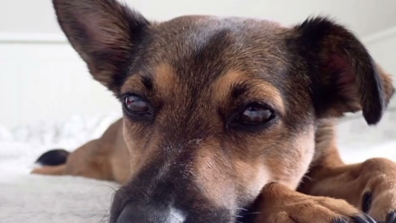 O Caso Orelha: A História do Cachorro que Chocou o Brasil