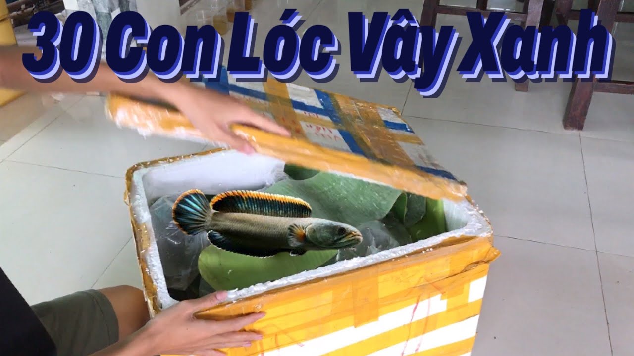 Tìm được Lóc Vây Xanh phẩm cao hơn 20cm và setup hồ nuôi