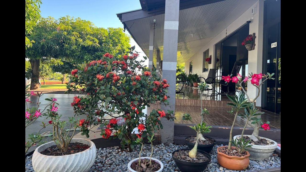 SÍTIO DE UMA  AMIGA. JARDIM, HORTA, FRUTAS,  MUITO CAPRICHO E BELEZA NUM SÓ LUGAR.  Ateliê Florescer