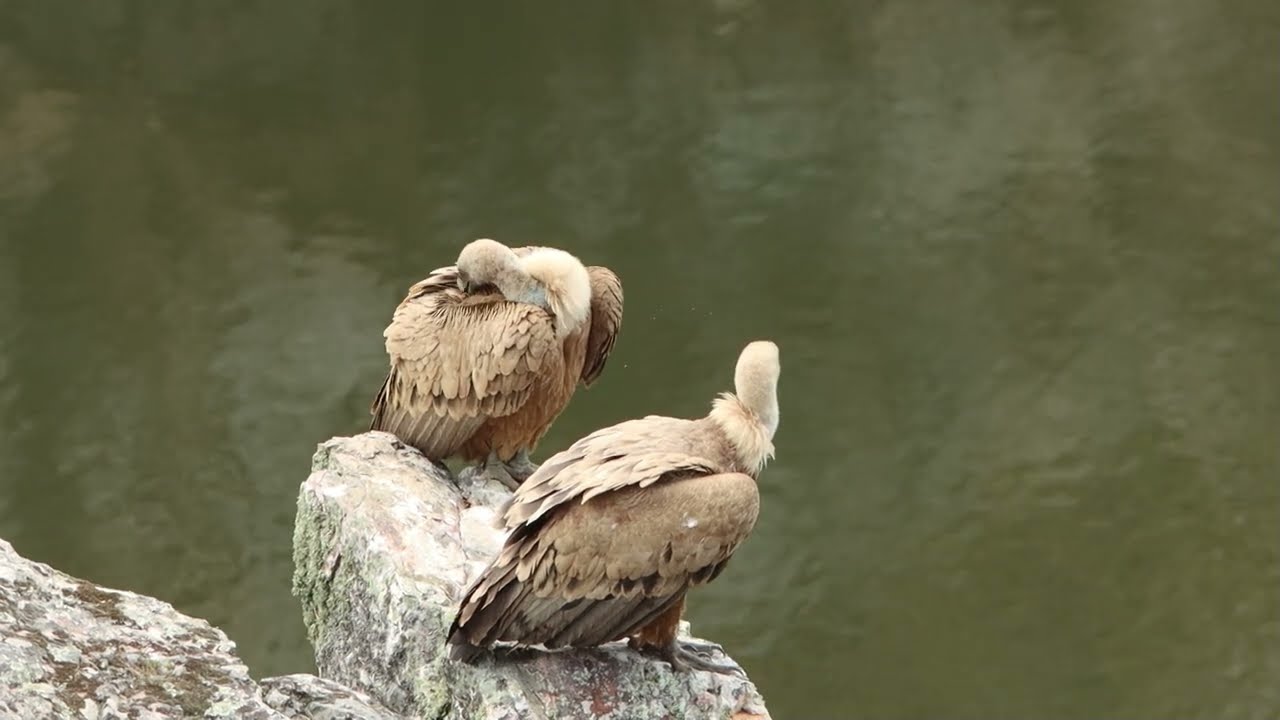Vale Gieren   Griffon vulture, Extremadura 2022