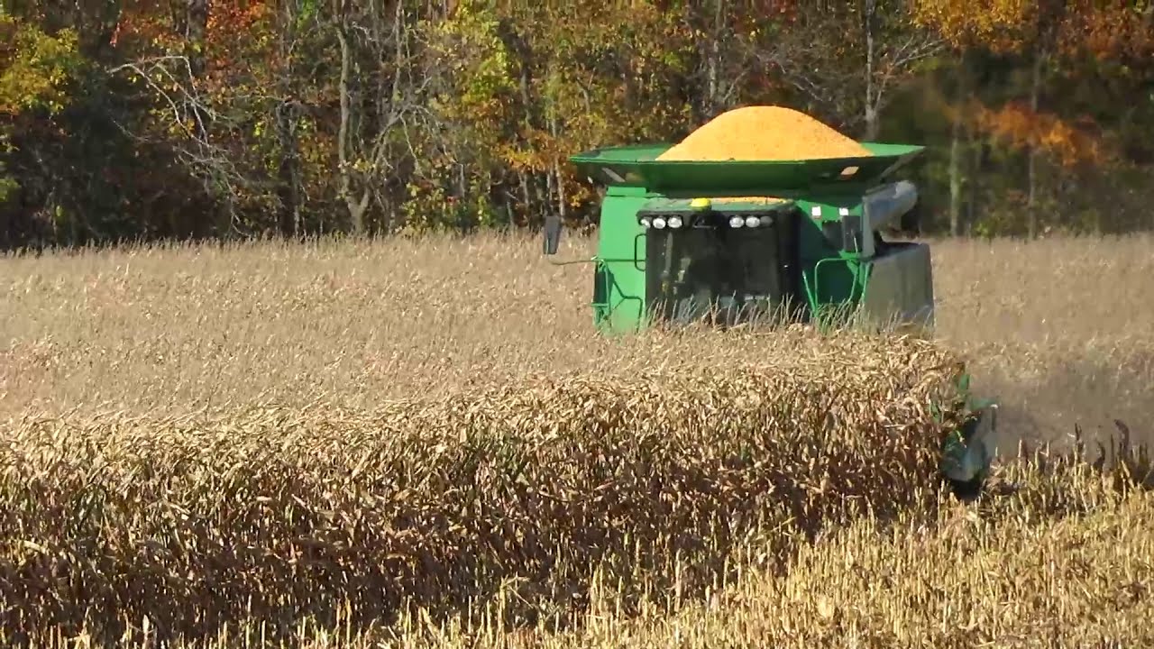 Harvest 2020 | John Deere 9560STS Combine Harvesting Corn | Corn Harvest 2020