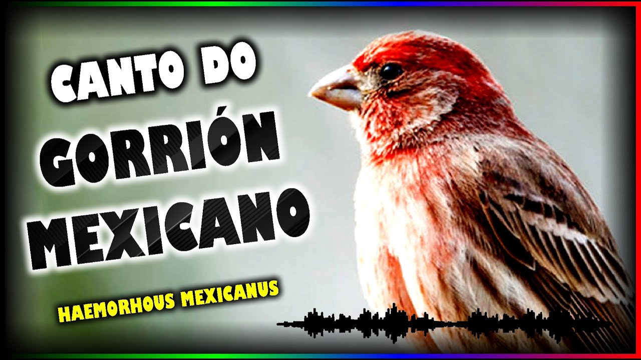 CANTO DO GORRIÓN MEXICANO - OTIMA QUALIDADE PARA ENCARTE E TREINAMENTO!