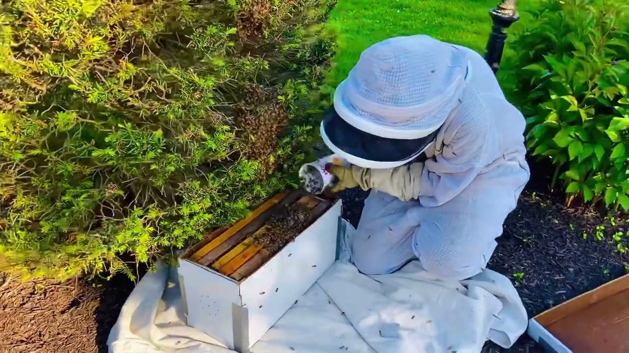 Swarm Call 📱 Mother-daughter honey bee removal & relocation &hearts;️