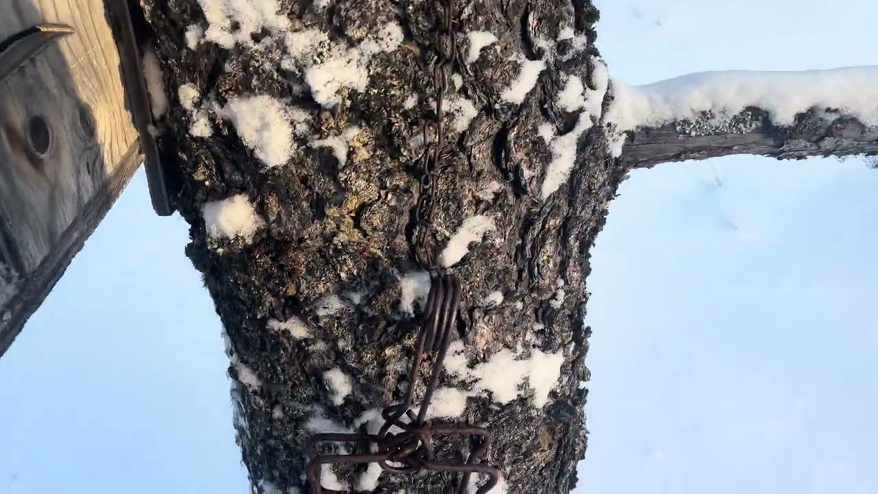 Grooming trail, breaking trail, checking my mini cabin 