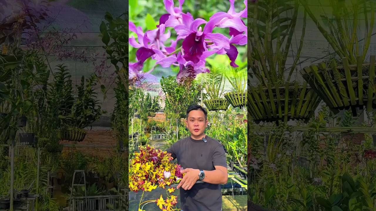 Dendro nắng tuyển tập 