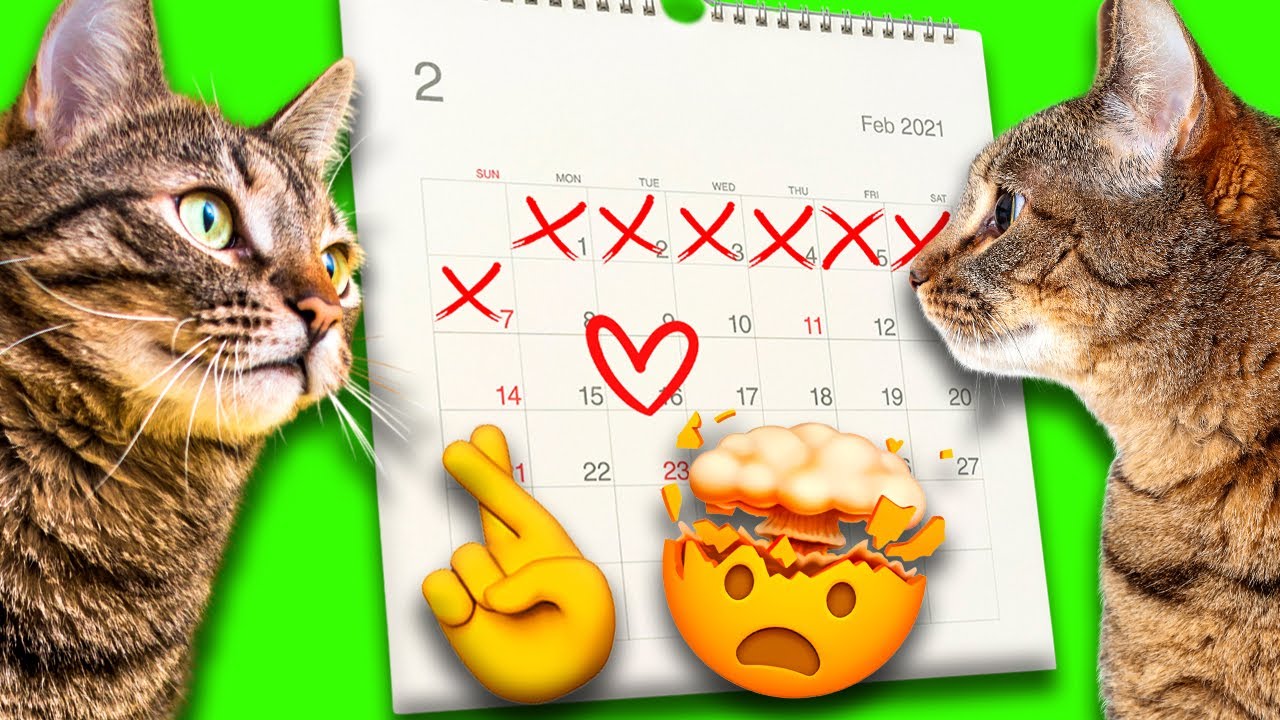 ADAPTAÇÃO | Quanto tempo demora para os Gatos se Adaptarem Um ao Outro?