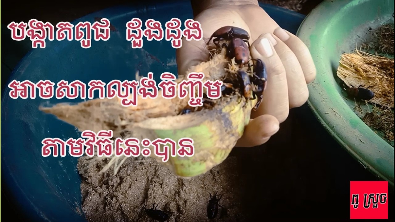 បង្កាតពូជដួងដូង#food #