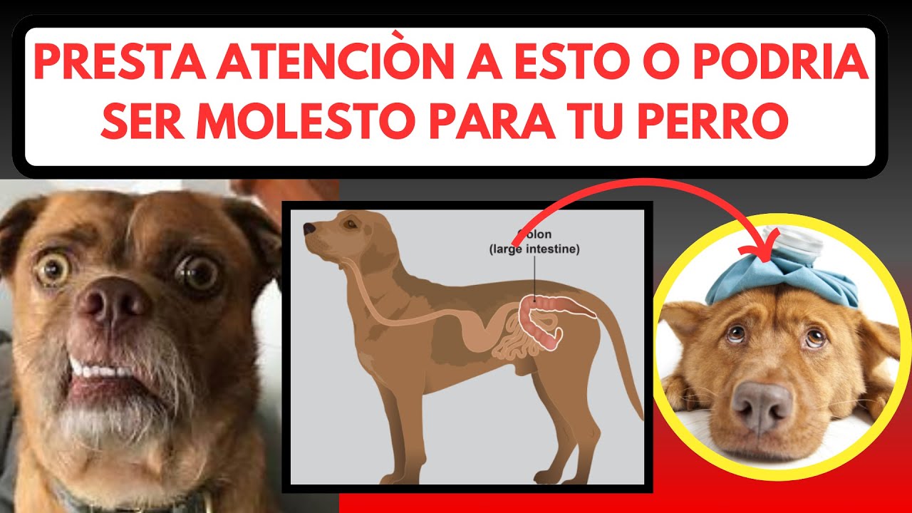 &iquest;Por Qu&eacute; Tu Perro Se Persigue La Cola Como Un Loco?