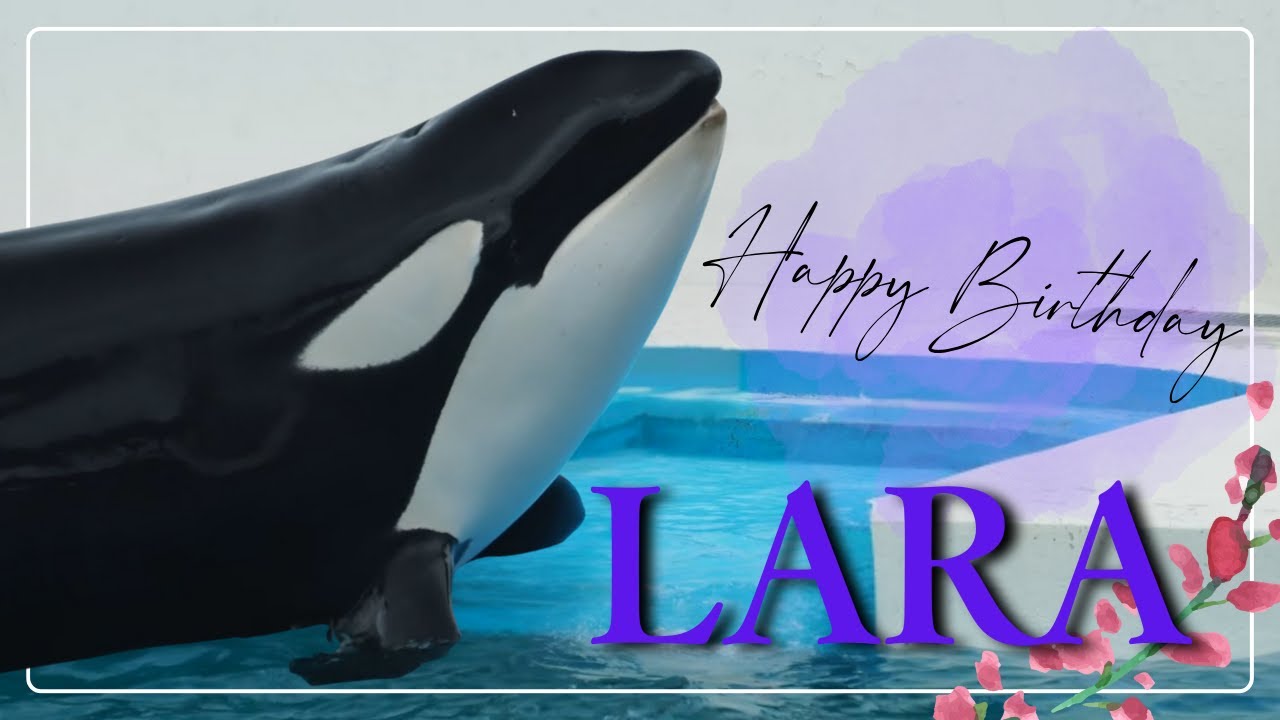 ララ24歳のお誕生日おめでとう!! / #シャチ #orca  #鴨川シーワールド #kamogawaseaworld
