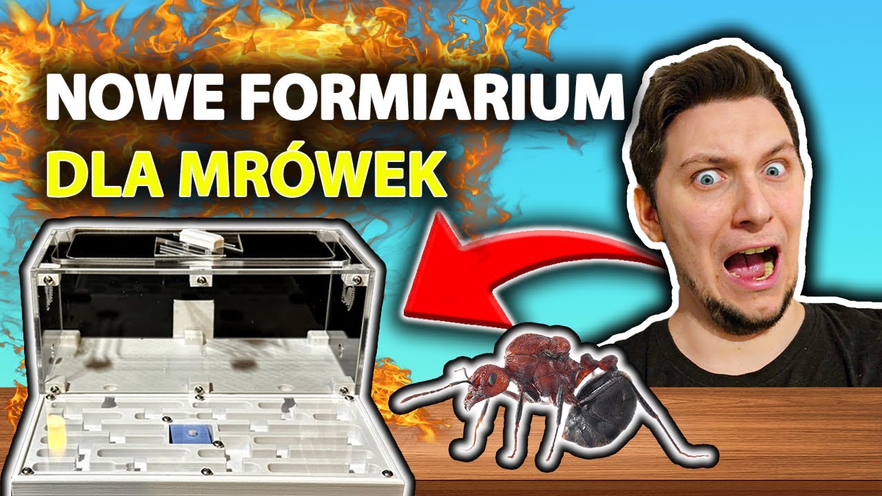 Dlaczego TE FORMIKARIUM Jest Najlepsze dla Twoich Mrówek?