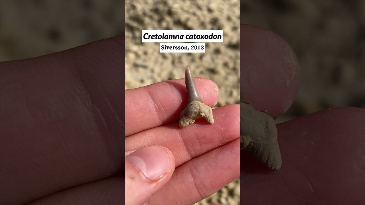 Incredible fossils at a construction site! #paleontology #fossils #fossilhunting