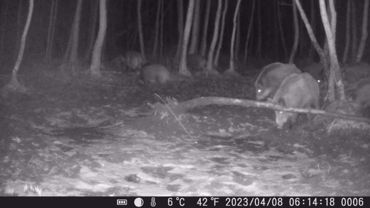 WATAHA DZIKÓW!! WCZEŚNIE RANO!! #fotopułapka #wildboar #wildpigs #wildhogs #nature #wildanimals #las