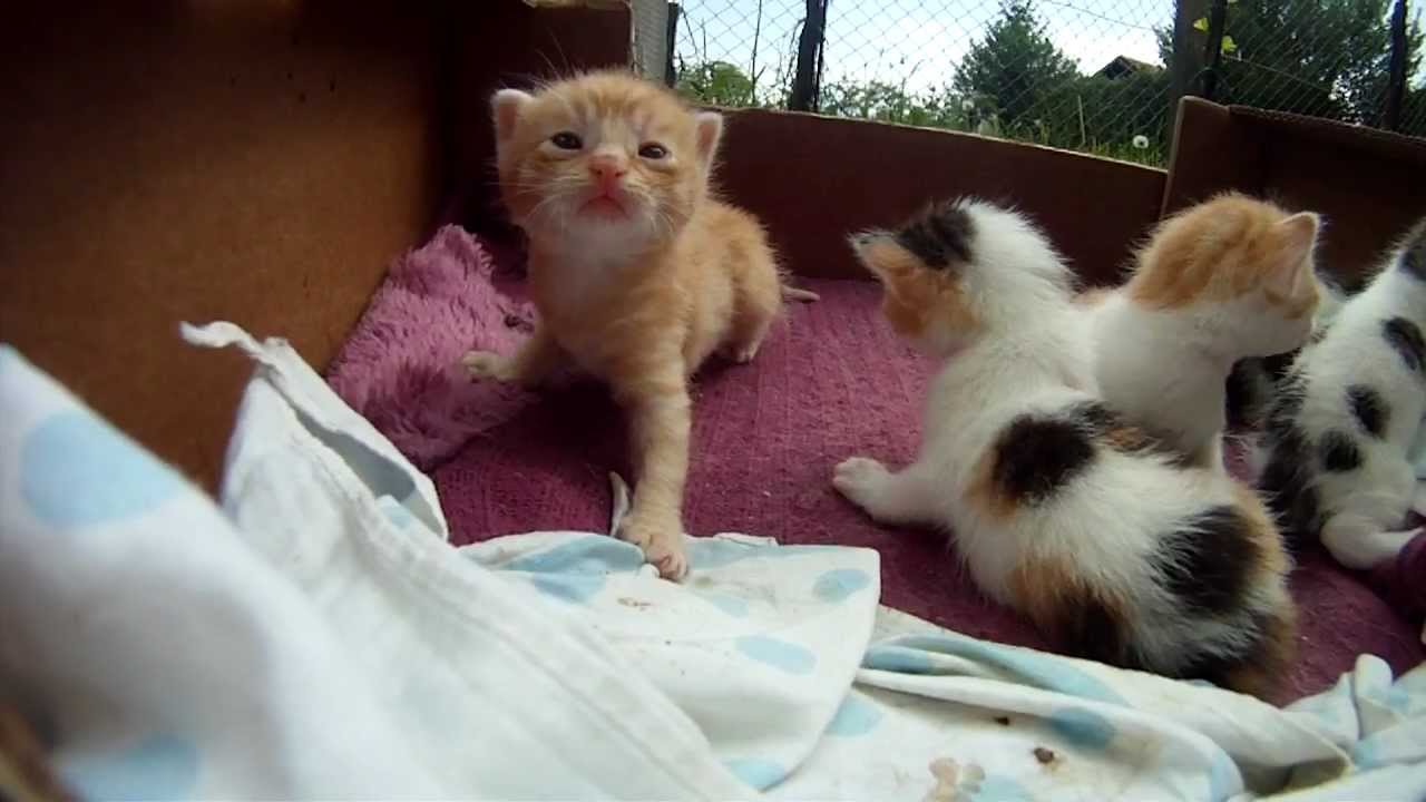 Baby Kittens - 3 weeks old