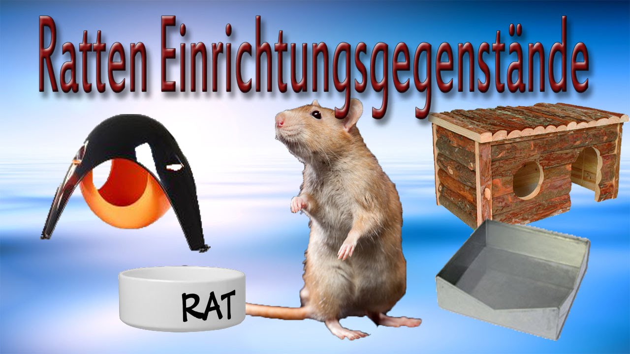 Rattenhaltung aber RICHTIG: Die Einrichtung
