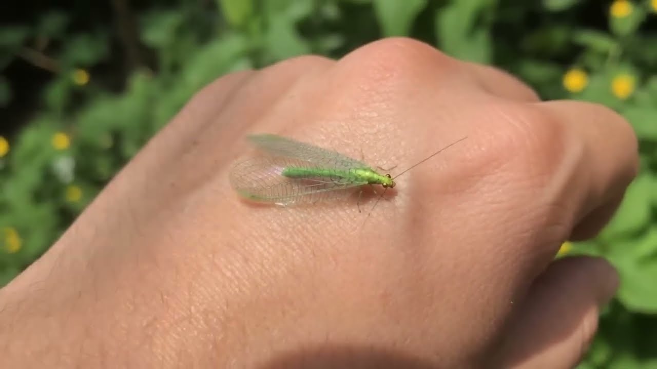 LACEWING - It looks like a fairytale insect, but it is a predator