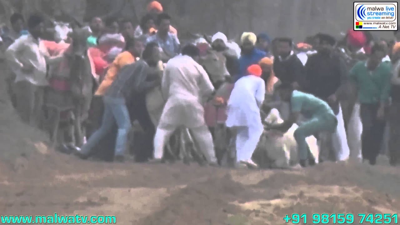 AASI KALAN (Ludhiana) Bullock Cart Racing - 2014. Part 1st.