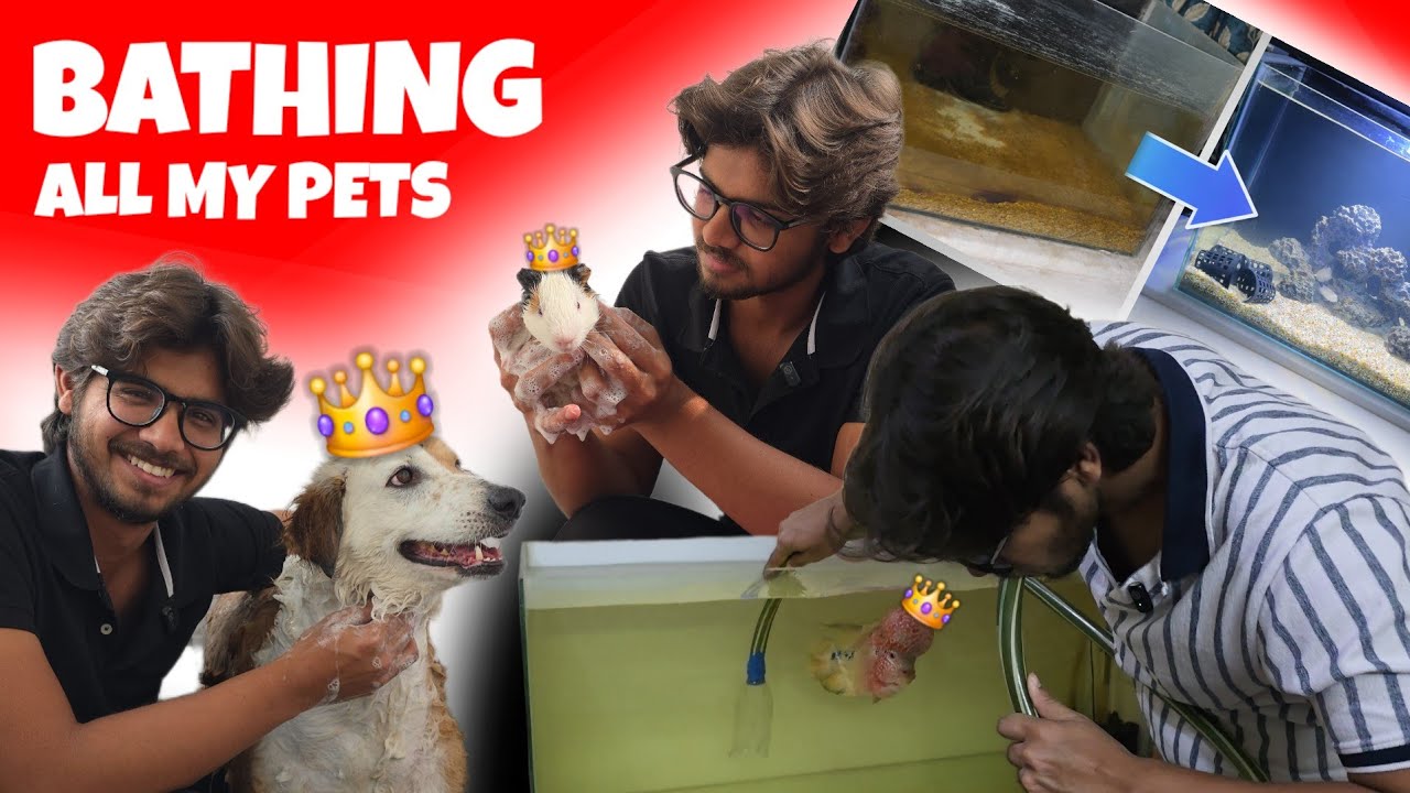 Ultimate Pet Cleaning Challenge 🐶🐹🐟 | Satisfying & Funny! | Raghu Ram Raja 👑