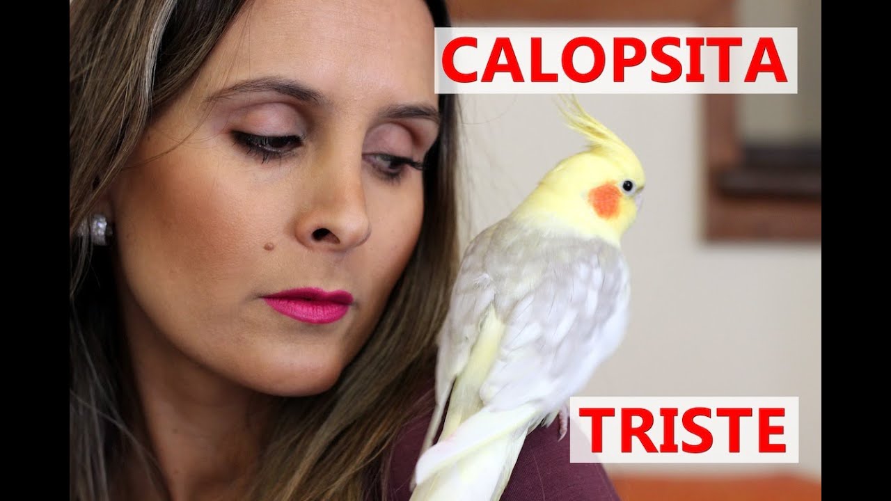 Calopsita triste | O que fazer?