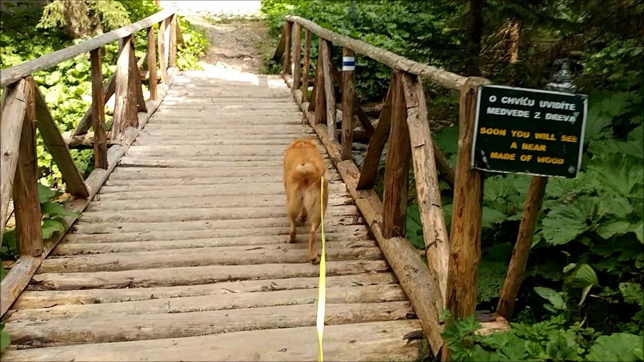 TANAP (Tatransk&yacute; n&aacute;rodn&yacute; park) with dog