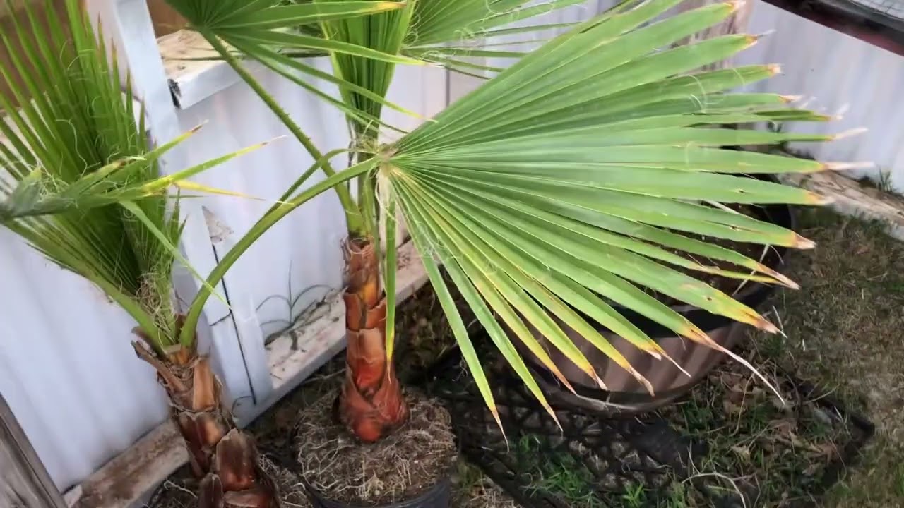 How I repot my small Washingtonia palms 🌴to  sell 💰🌴