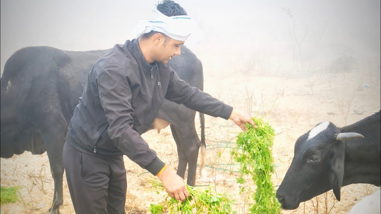 आज गायों को हारा चारा खिलाये |  गौ सेवा |  Greennest Foundation #cow #greenscreen #nature #god 