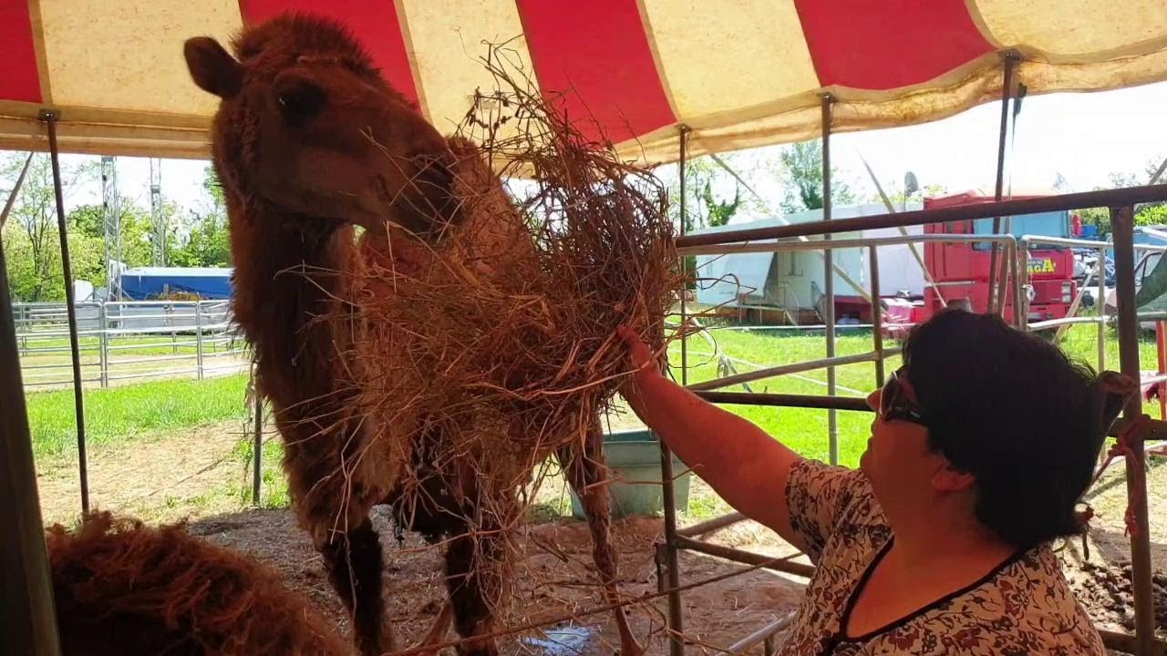 Il circo bloccato da inizio pandemia nel Novarese, gli agricoltori vengono in aiuto degli animali