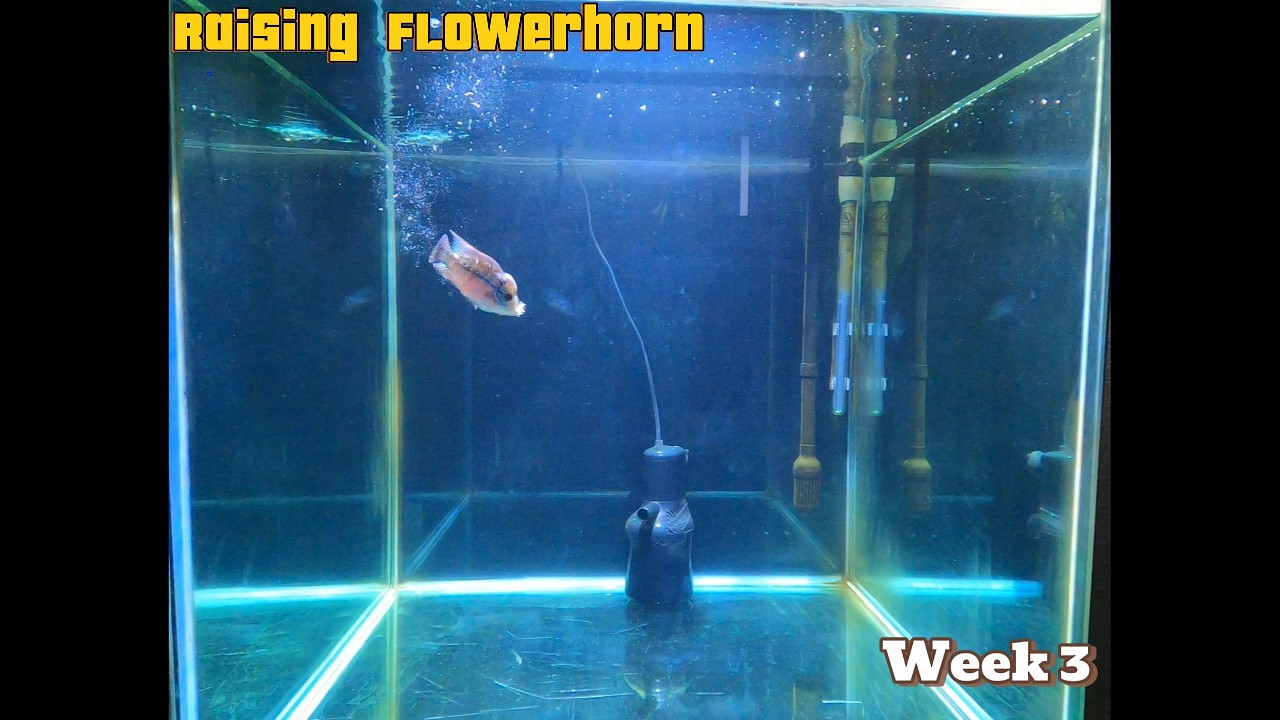 Raising Flowerhorn - Week 3