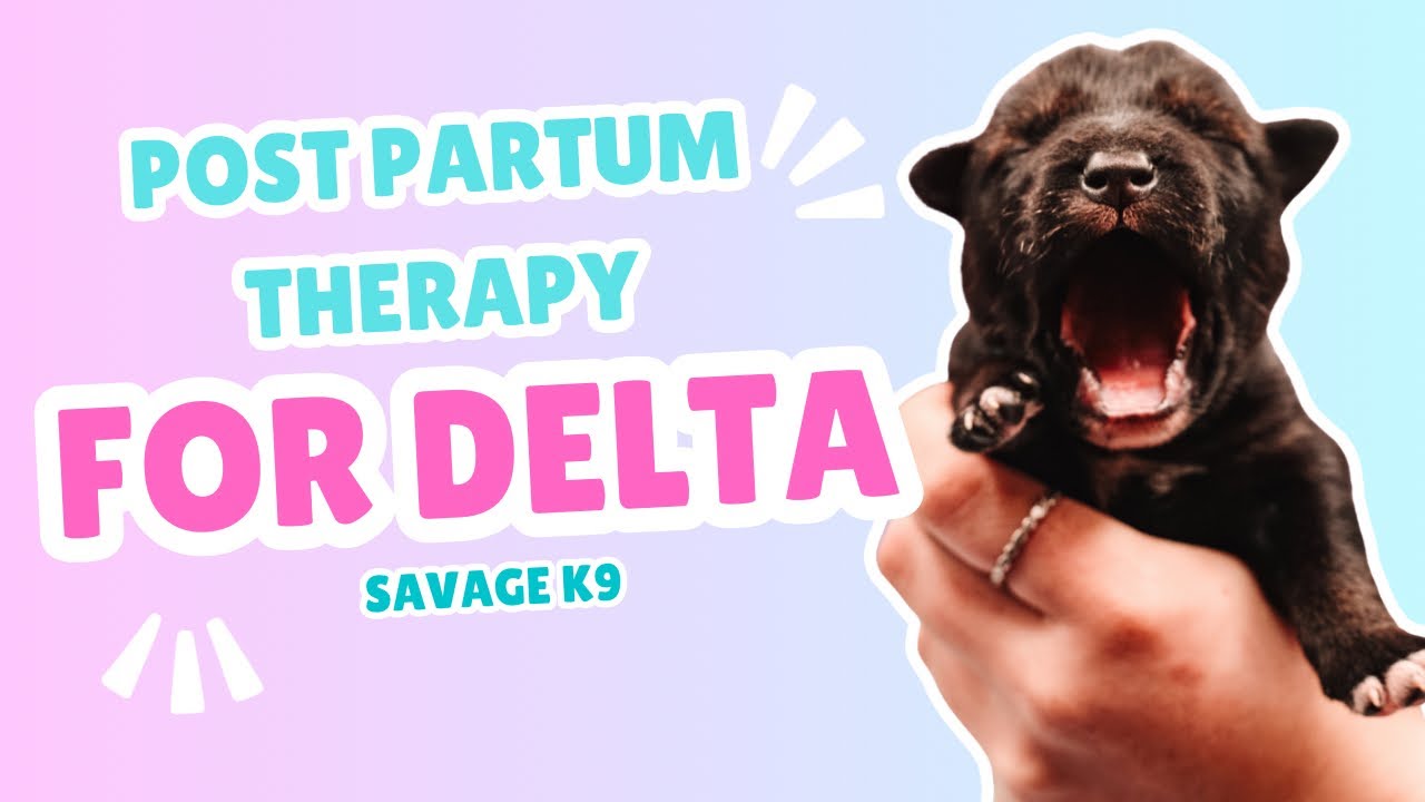 Post Partum Therapy for our Mom Dog Delta