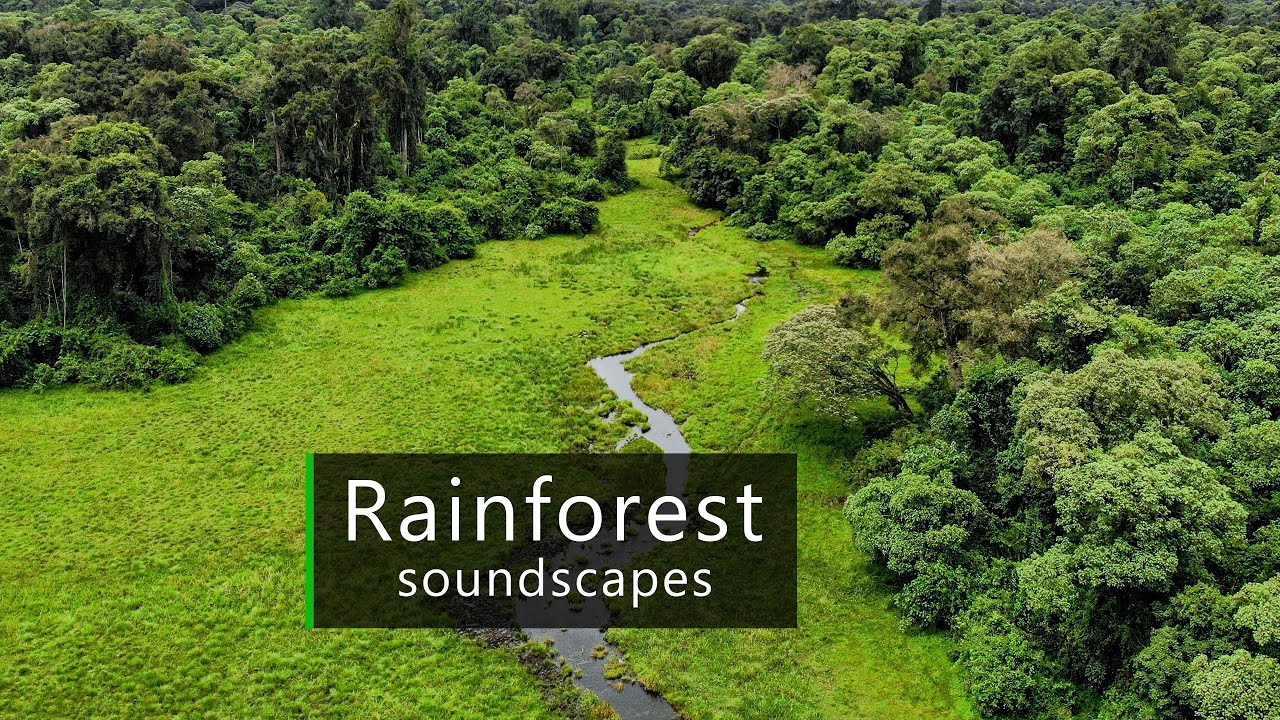Forest sounds recorded in Ethiopia