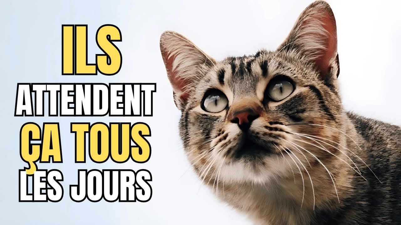 10 choses que votre chat souhaite secrètement que vous fassiez plus souvent
