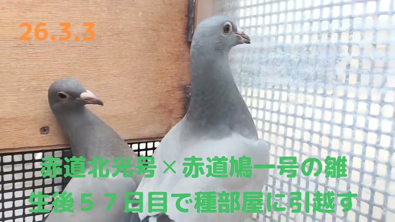 赤道北光号×赤道鳩一号の雛が生後５７日目にもなるので種部屋に引っ越します(笑)