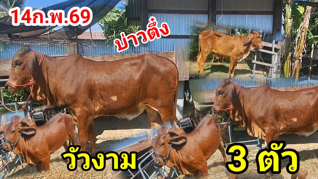 บ่าวตึ๋ง 080-188-5110 บ.นาหว้า ต.นาหว้า อ.ปทุมราชวงศา จ.อำนาจเจริญ/14ก.พ.69